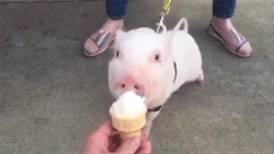 Świnka je lody